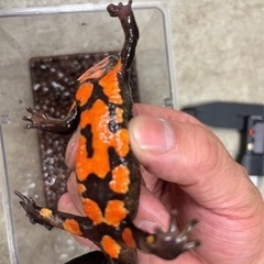 ラオスコブイモリ♀1