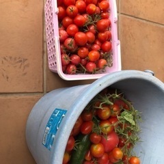 家庭菜園で採れた夏野菜ミニトマト限定販売