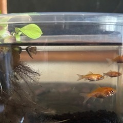 小赤金魚4匹➕ホテイアオイ