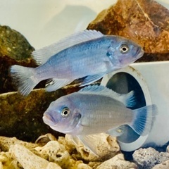 熱帯魚13匹　コバルトブルーシクリッド