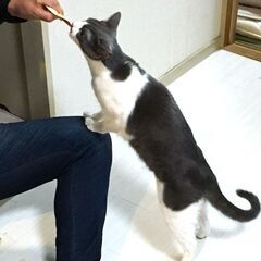 【残１】猫と暮らせるシェアハウス大阪尼崎