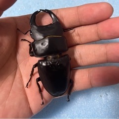 手渡し可能 トリオ 80mm 新成虫 久留米産 オオクワガタ ♂1 ♀2