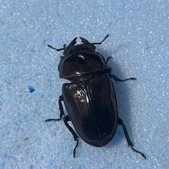 手渡し可能 トリオ 80mm 新成虫 久留米産 オオクワガタ ♂1 ♀2
