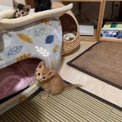 生後1ヶ月の子猫