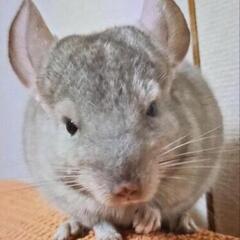 チンチラなど小動物が大好きな人お話しましょう