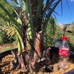 ココスヤシ お手頃サイズ