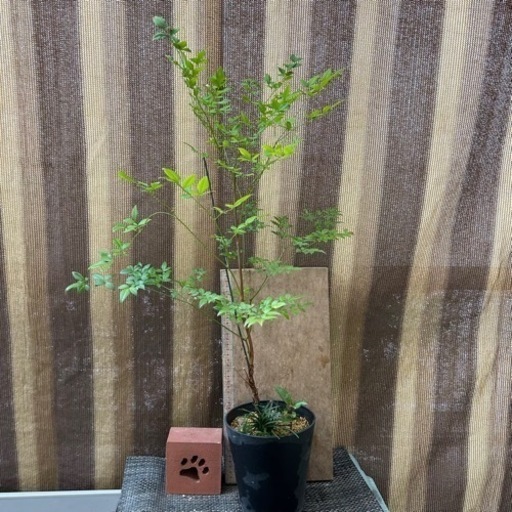 寄せ植え　南天　万両　竜のヒゲ