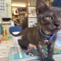 推定生後3ヶ月の子猫の里親さん探してます