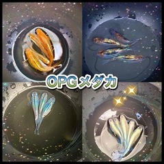 【取引完了】【OPGメダカ】めだか　幼魚(15mm程度)　若魚(...