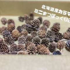 北海道産カラマツ ミニまつぼっくり 20個