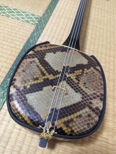 三線⑦ アミメニシキヘビ 強化2重張り