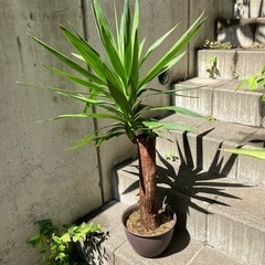 観葉植物    ユッカ 鉢付き