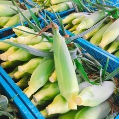 【残り1袋】最終日8/8㈫ 朝採り収穫分 🌽トウモロコシ🌽1袋た...