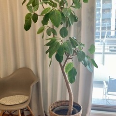 観葉植物 フィカスアルテシマ 大型 180cm