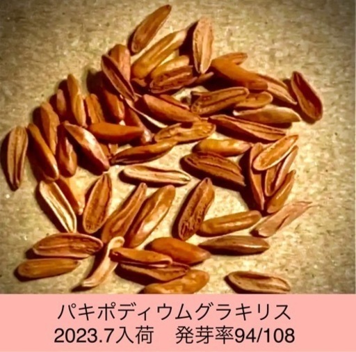 100粒！！パキポディウムグラキリスの種子