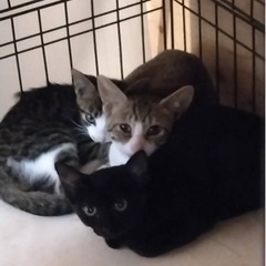 可愛い子猫ちゃん三兄弟😻(黒猫、キジ白2匹)