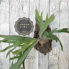 ビカクシダ ビィーチー コルク壁掛け　観葉植物　　
