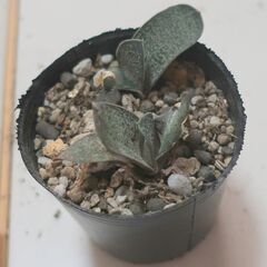 多肉植物 ガステリア 春鶯囀(9)