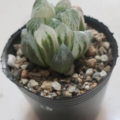 多肉植物 ハオルチア 白斑ピリフェラ(28)