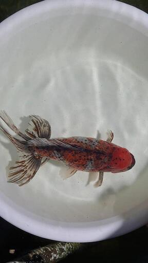 金魚 ジャンボ東錦 29cm強