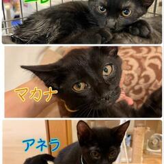 ねこけん千葉支部🐈️保護猫譲渡会開催します⭐ − 千葉県