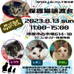 ねこけん千葉支部🐈️保護猫譲渡会開催します⭐