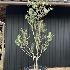 オリーブの木 鶴亀園 シプレッシーノ 庭木 常緑樹 地植えにも