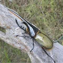 成虫販売　　カブトムシ　クワガタ　ヘラクレス　幼虫　大型OAKS...