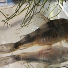 【無料】熱帯魚　コリドラス　1尾