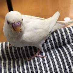 セキセイインコ探してます