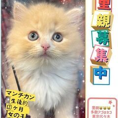 マンチカン子猫ちゃん　●●アゴはネコでお世話・里親募集中・代々木...