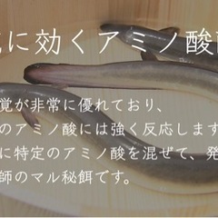 【福岡市内】天然ドバミミズ 30匹 うなぎ釣りに ペットの餌に 3