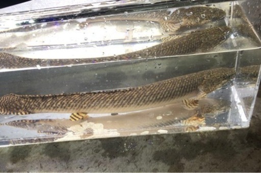 ポリプテルスオルナティ約32センチ