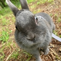 うさぎ好きな友達🐰 - 友達