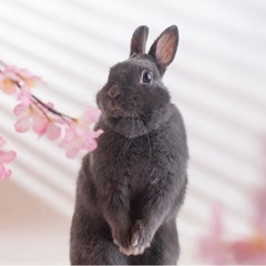 うさぎ好きな友達🐰の画像