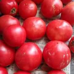 トマト 1kg 【B品】