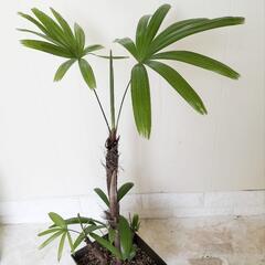 70cm🌿観音竹（カンノンチク）観葉植物