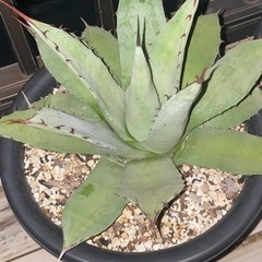 吉祥天　7号鉢　美株