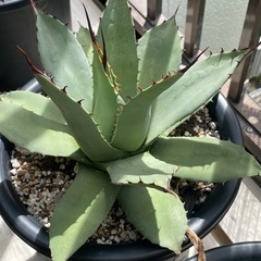 吉祥天　7号鉢　美株