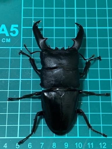 パラワンヒラタクワガタ　104.5mmペア