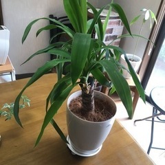 観葉植物　ユッカ