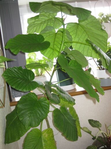 大型観葉植物 フィカスウンベラータ 180cn(画像一番高い植物) 黒の