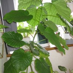 大型観葉植物　フィカスウンベラータ　180cn(画像一番高い植物)　黒の瀬戸物鉢付き♪