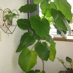 大型観葉植物　フィカスウンベラータ　180cn(画像一番高い植物)　黒の瀬戸物鉢付き♪