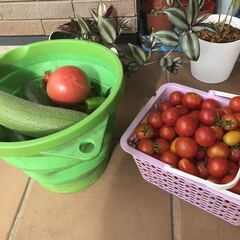 家庭菜園で採れた夏野菜ミニトマト今年最終販売