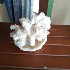 珊瑚の置物😁
