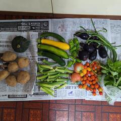 ミニかぼちゃとじゃがいもと野菜のセット