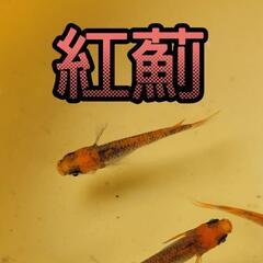 決まりました。紅薊メダカ　稚魚　5匹　