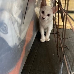 ４ヶ月白ライトブルーアイ子猫可愛い