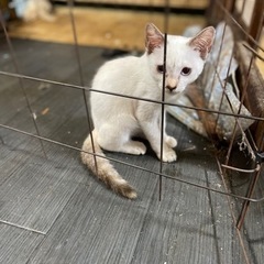 ４ヶ月白ライトブルーアイ子猫可愛い - 旭市